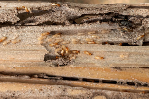 Best Local Pest Control Services  in King Arthur Park, MT